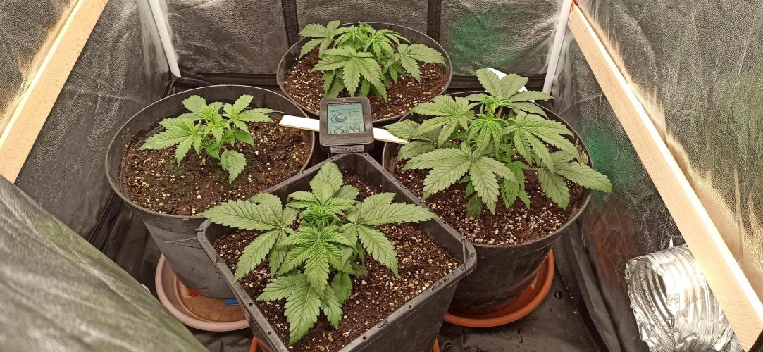 First Autoflower. Week 3