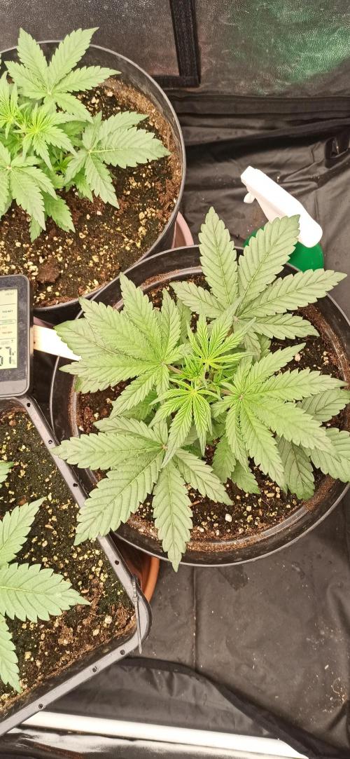 First Autoflower. Week 3