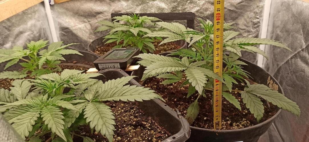 First Autoflower. Week 3