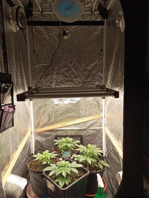 First Autoflower. Week 3