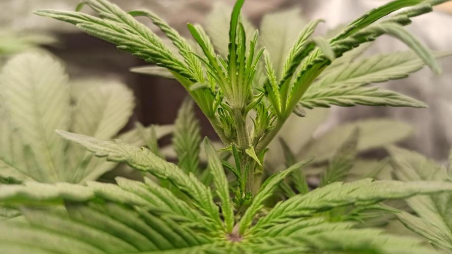 First Autoflower. Week 3