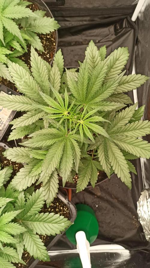 First Autoflower. Week 4