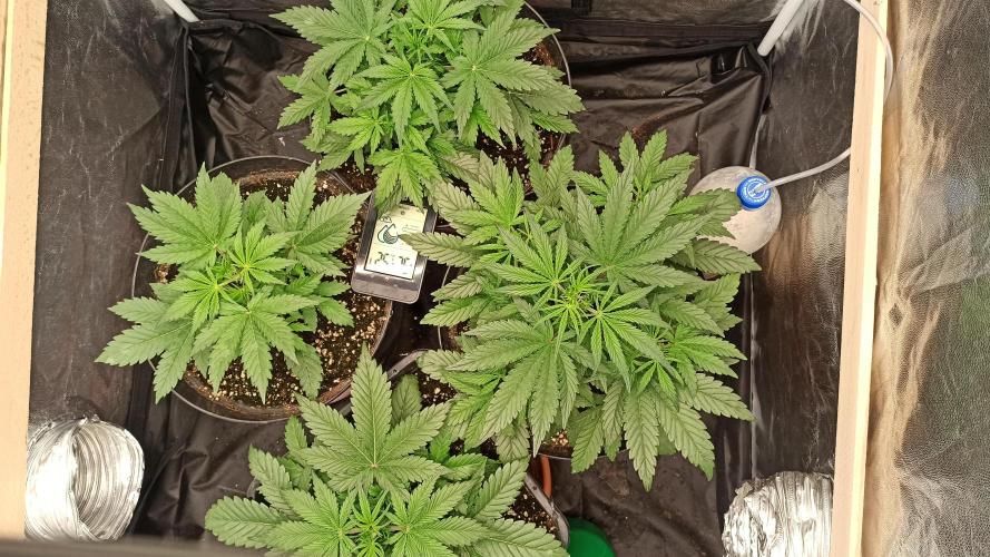 First Autoflower. Week 4