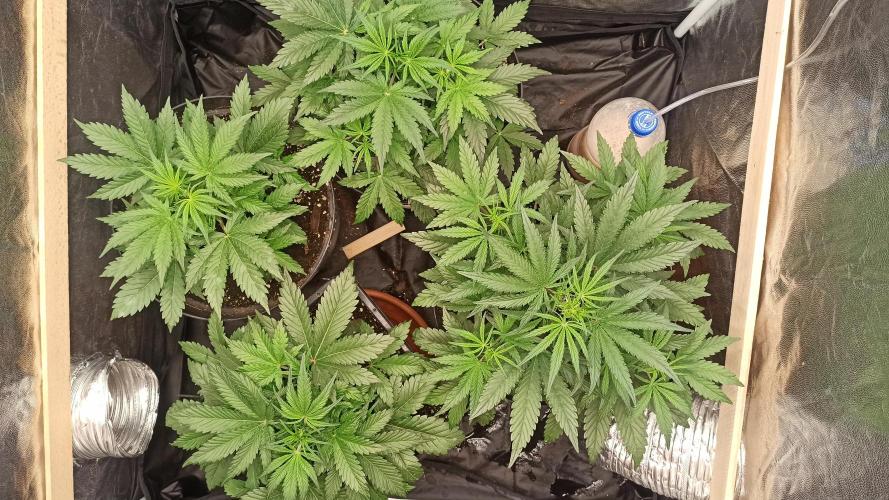 First Autoflower. Week 4