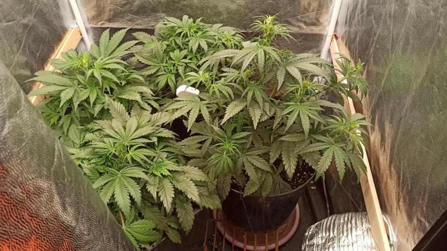 First Autoflower. Week 5