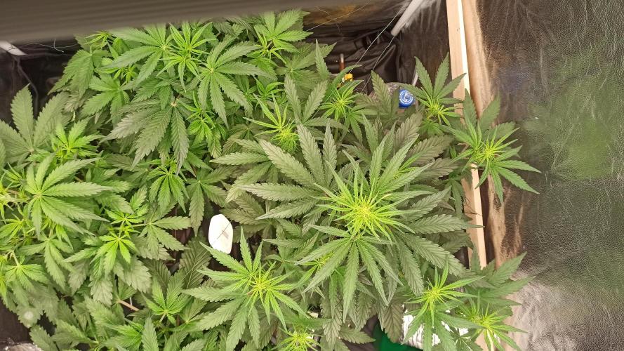 First Autoflower. Week 5