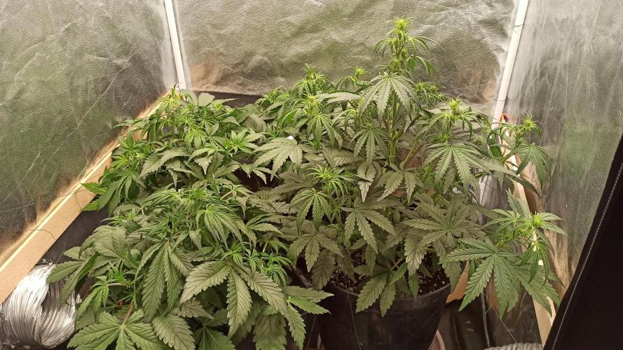 First Autoflower. Week 5