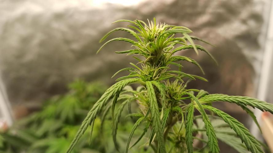 First Autoflower. Week 5