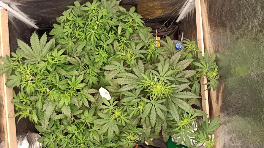 First Autoflower. Week 5