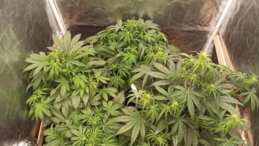 First Autoflower. Week 5