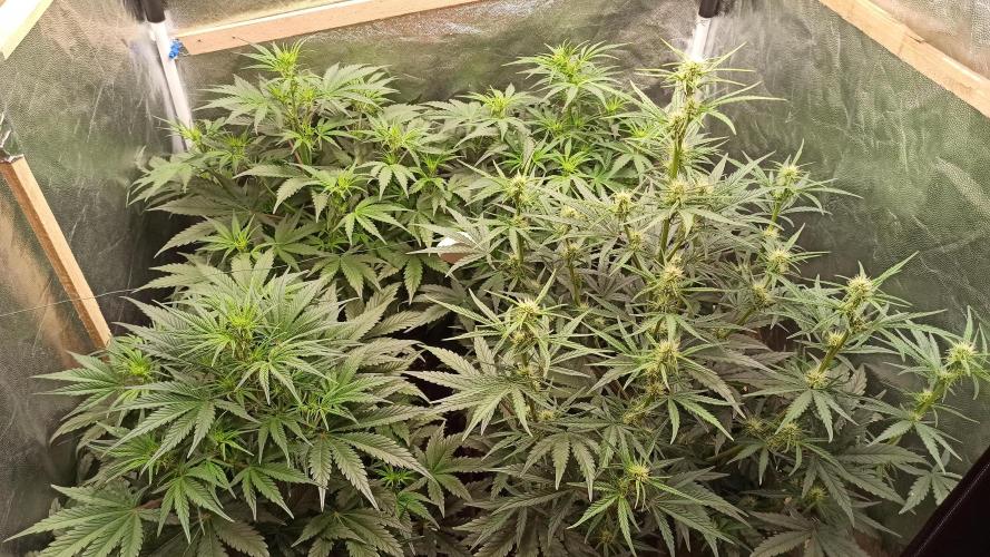 First Autoflower. Week 6