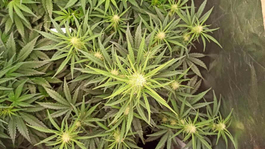 First Autoflower. Week 6