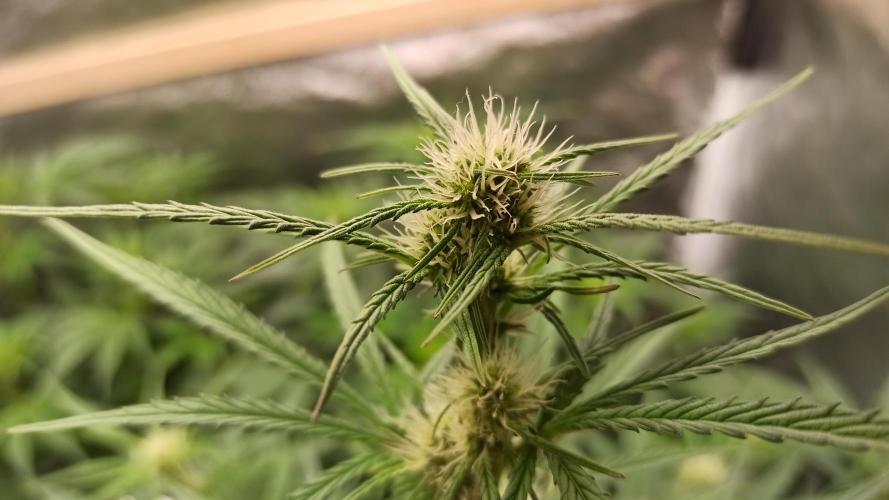 First Autoflower. Week 6