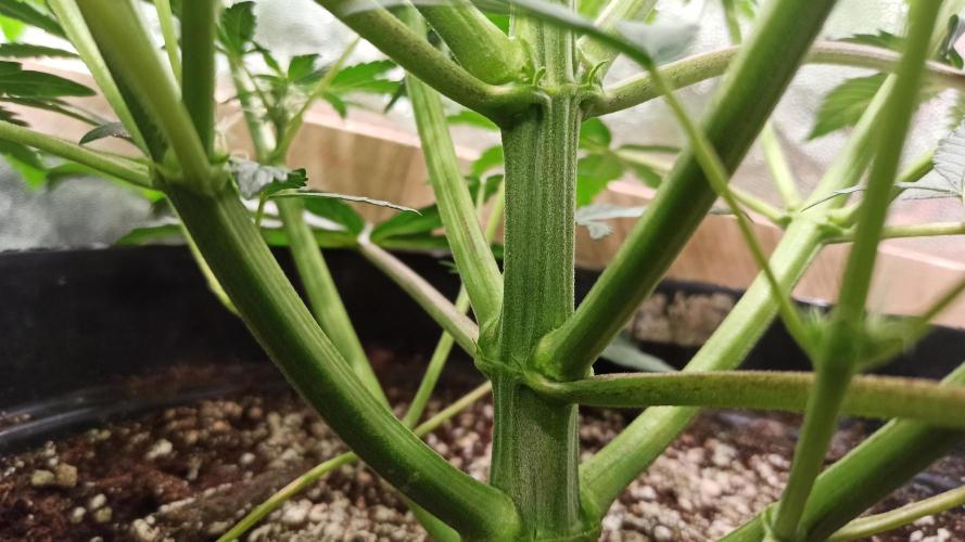 First Autoflower. Week 6