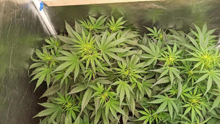 First Autoflower. Week 6