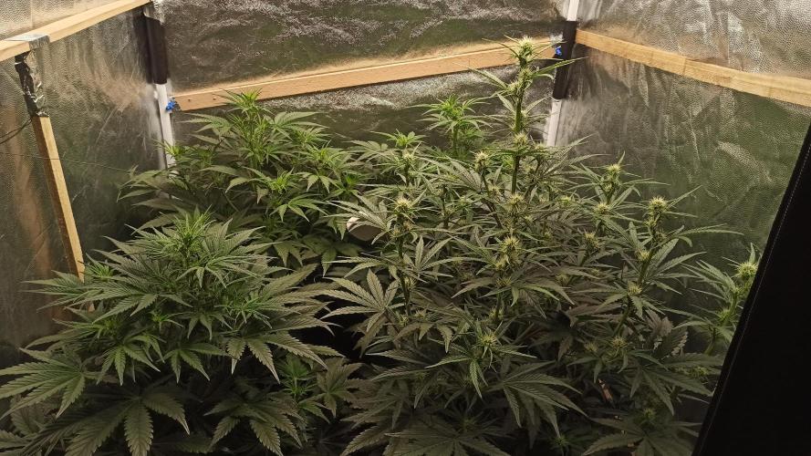 First Autoflower. Week 6