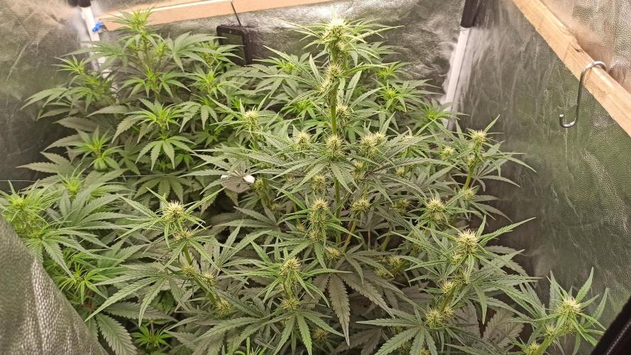 First Autoflower. Week 6