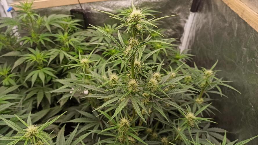 First Autoflower. Week 6