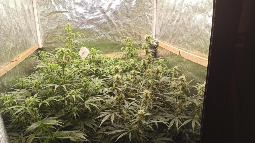 First Autoflower. Week 7