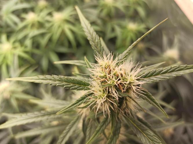 First Autoflower. Week 7