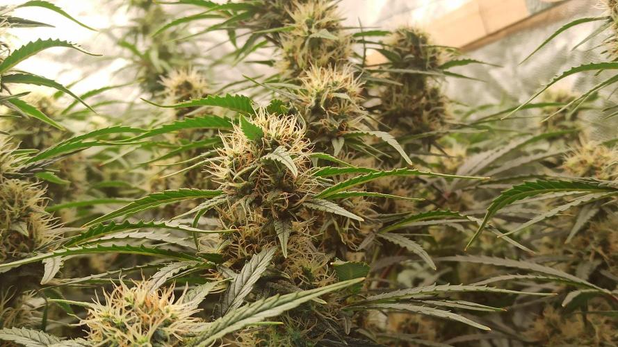 First Autoflower. Week 8