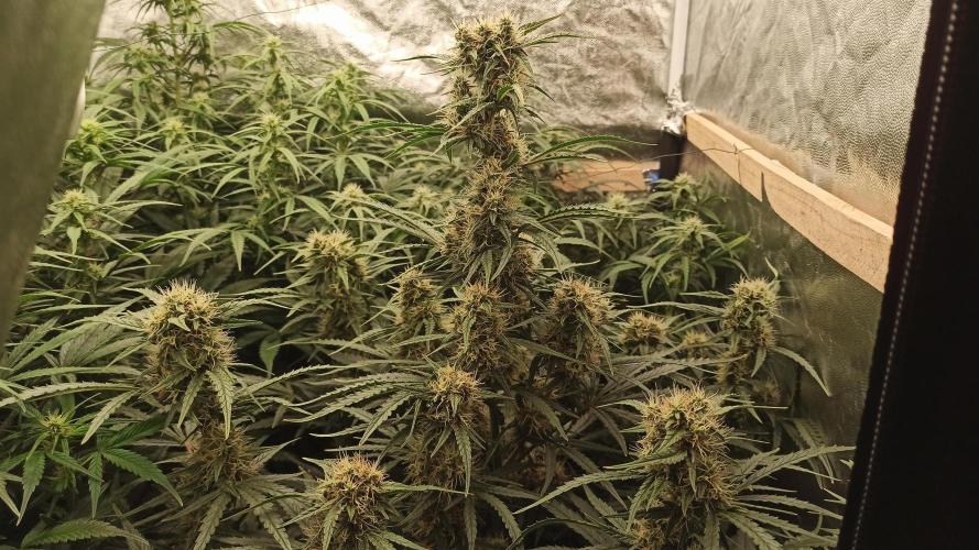 First Autoflower. Week 8