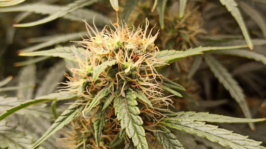 First Autoflower. Week 8