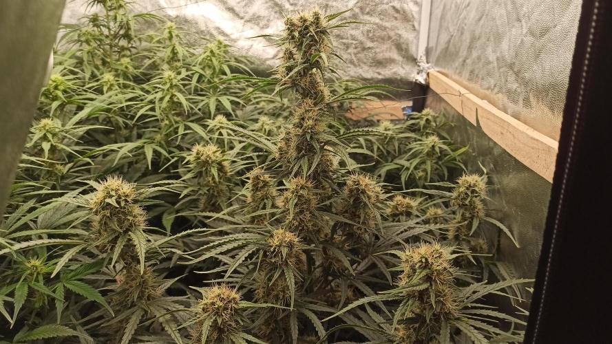 First Autoflower. Week 8