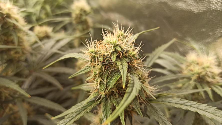 First Autoflower. Week 8