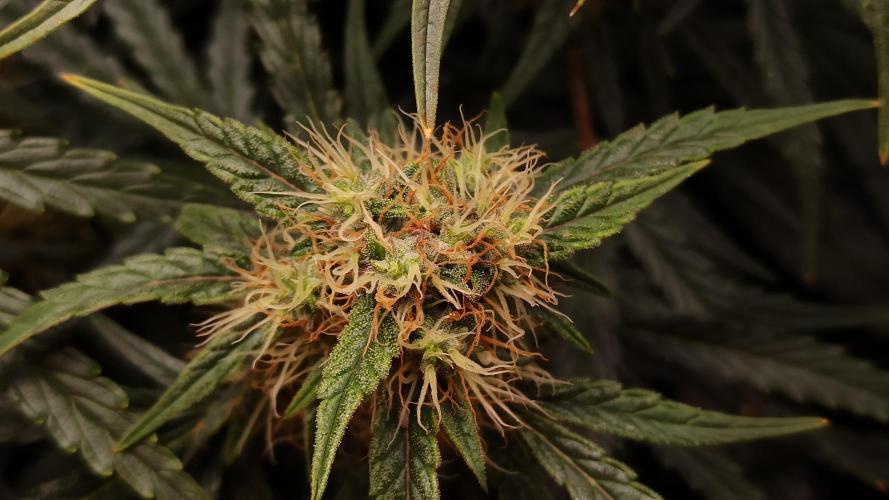 First Autoflower. Week 8