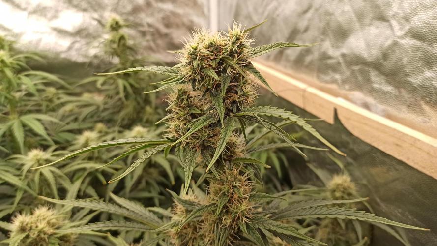 First Autoflower. Week 8