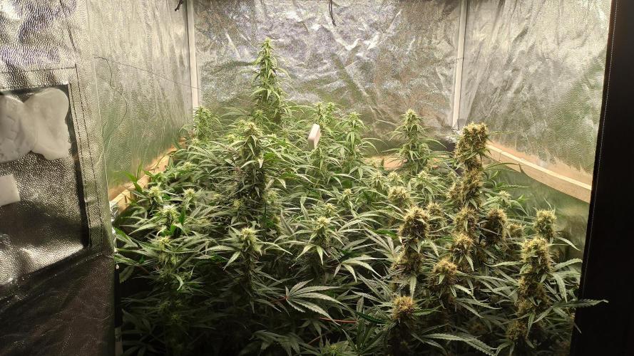 First Autoflower. Week 9