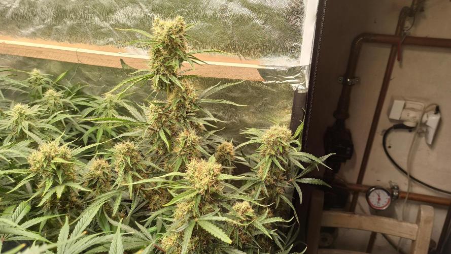 First Autoflower. Week 9