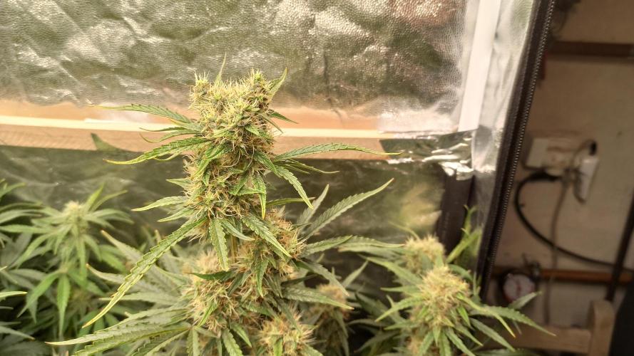 First Autoflower. Week 9