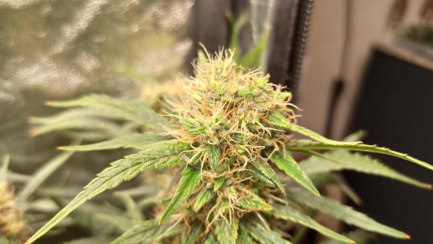 First Autoflower. Week 9