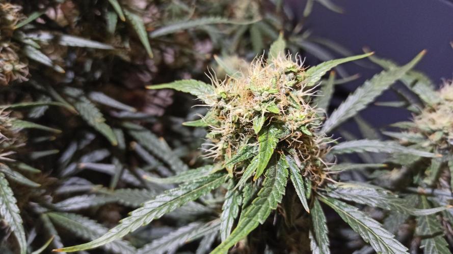 First Autoflower. Week 9