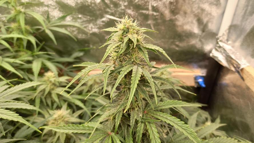 First Autoflower. Week 9