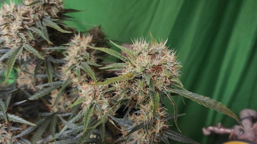 First Autoflower. Week 10