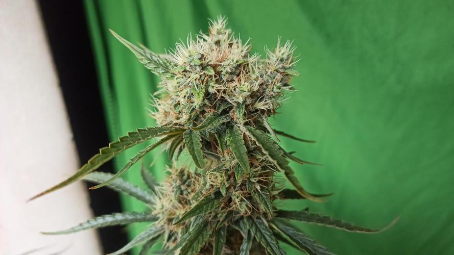 First Autoflower. Week 10