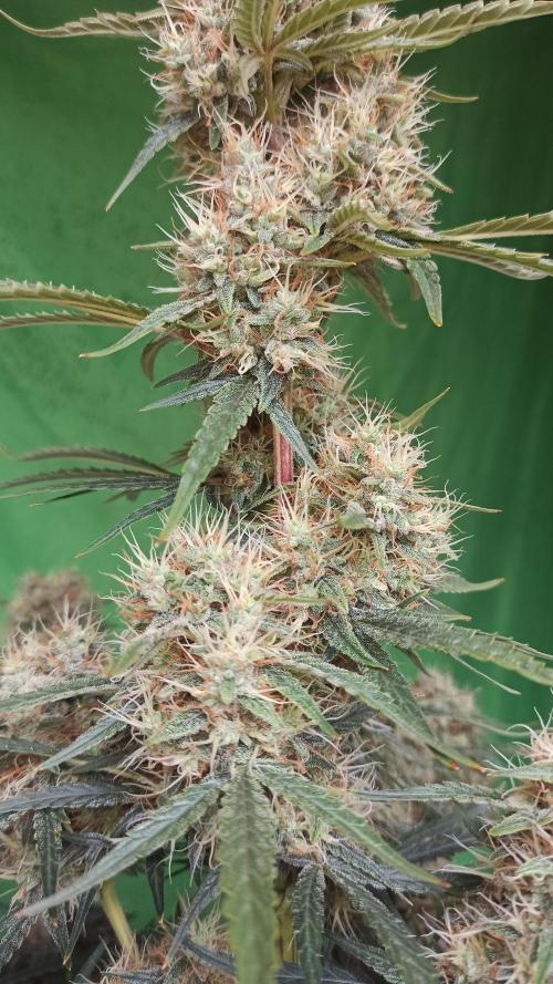 First Autoflower. Week 10