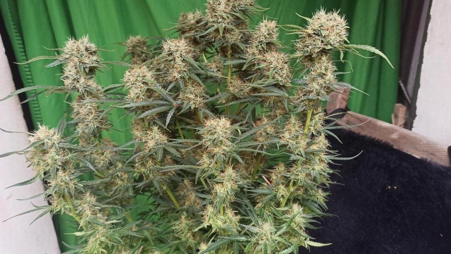 First Autoflower. Week 10