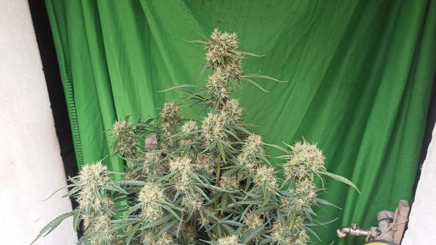 First Autoflower. Week 10