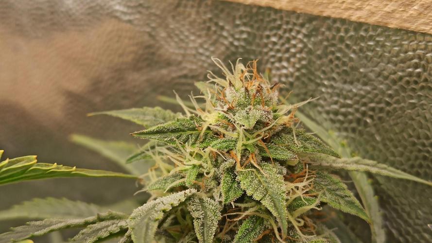 First Autoflower. Week 11