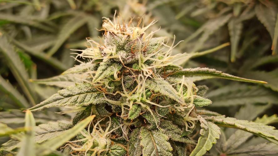 First Autoflower. Week 11