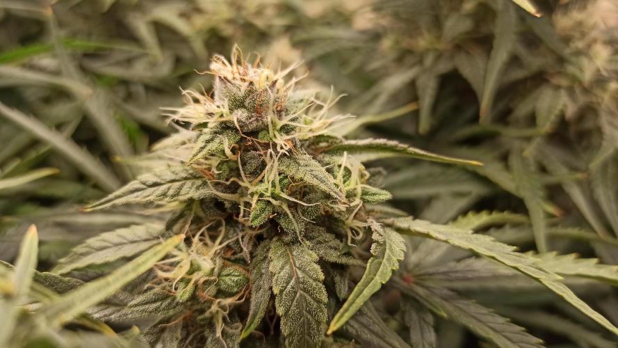 First Autoflower. Week 11