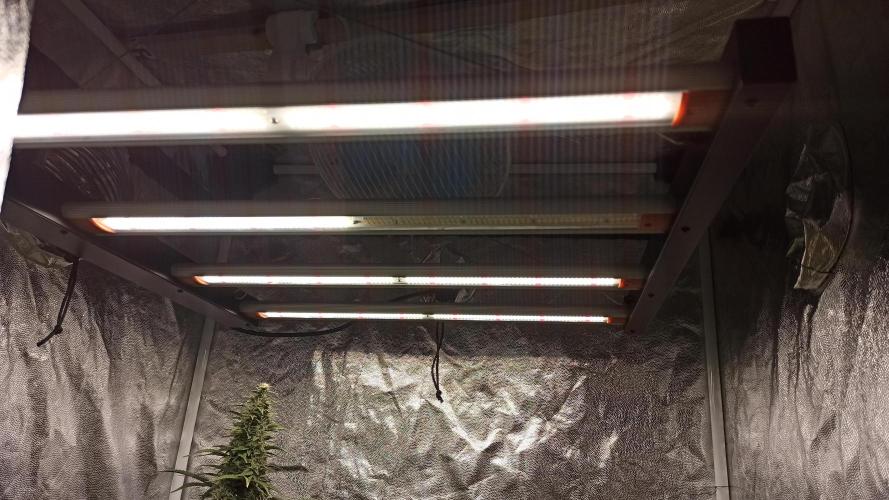 First Autoflower. Week 11