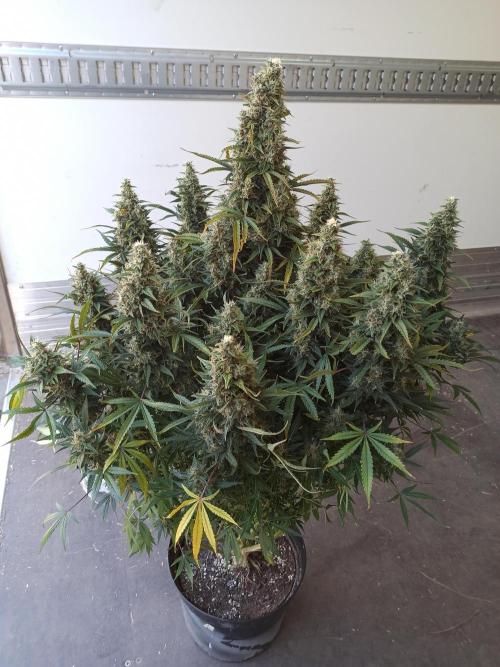 First Autoflower. Week 12