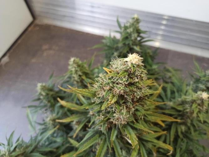 First Autoflower. Week 12