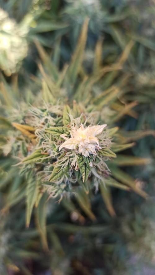 First Autoflower. Week 12