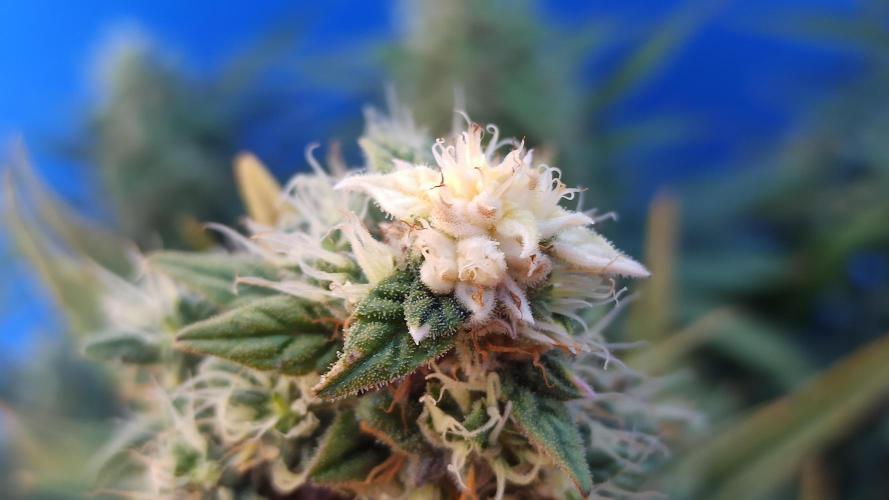 First Autoflower. Week 12